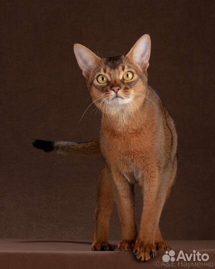 Чистокровные Абиссинцы Девчонки и Мальчишки