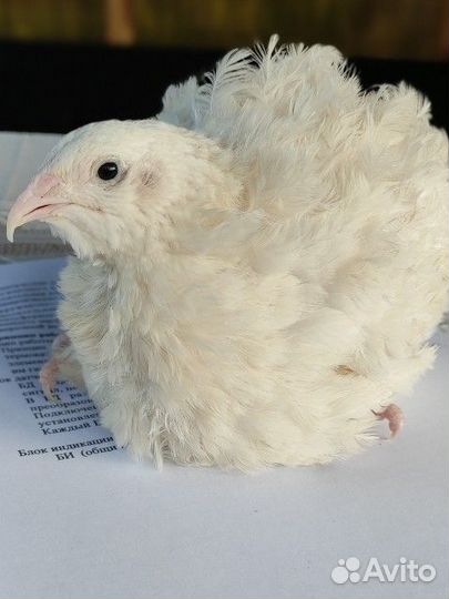Мясо перепелов
