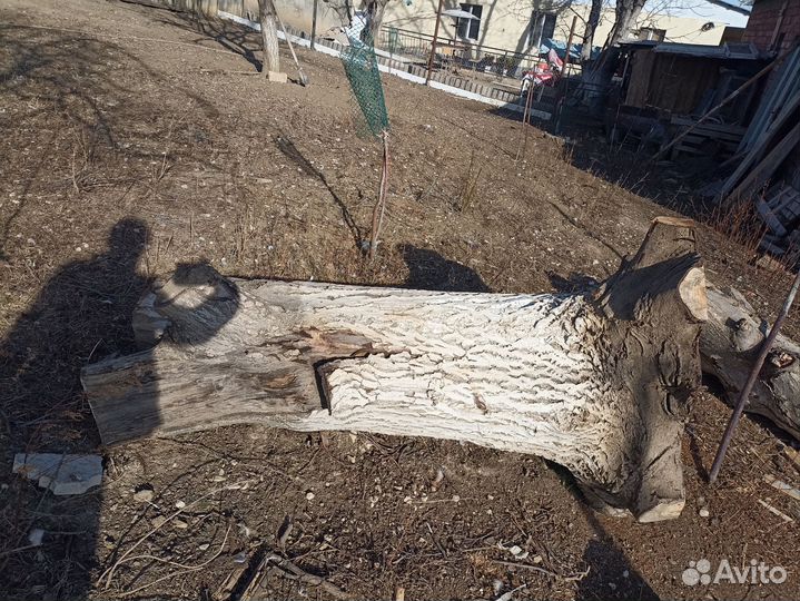 Спил грецкий орех