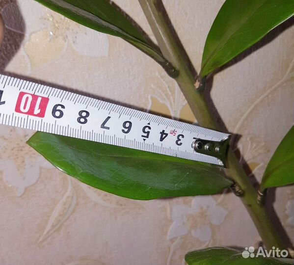 Замиокулькас