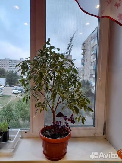 Фикус бенджамина пестролистный