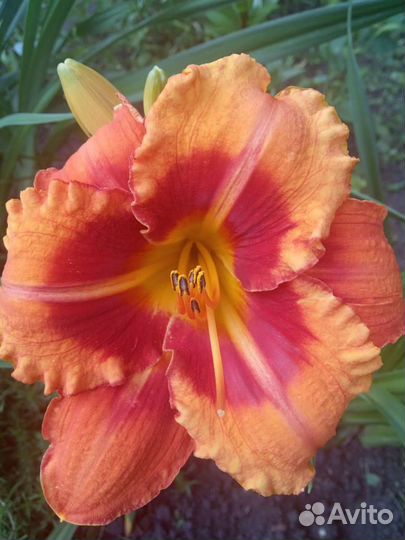 Лилейник много сортов