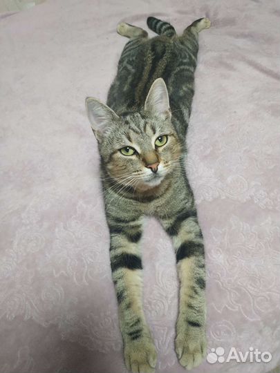 Ласковый котик