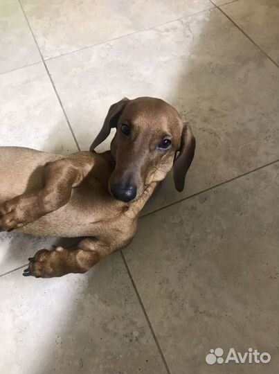 Такса стандартная жених (мальчик) вязка