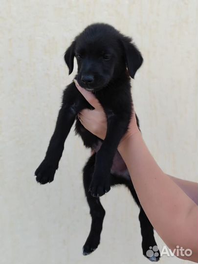 Метисы лабрадора в дар