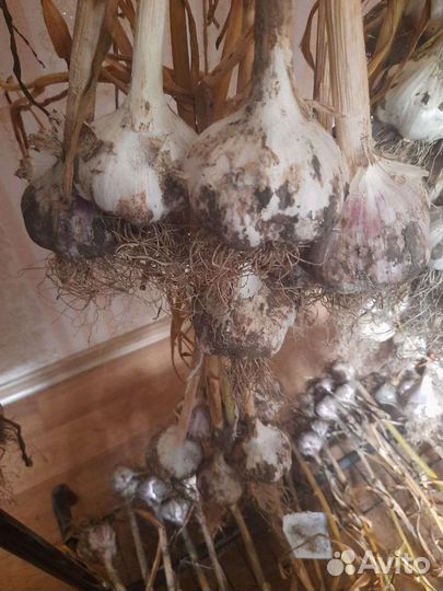 Чеснок зимний на развод или в пищу