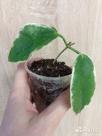 Хойи, часть 2