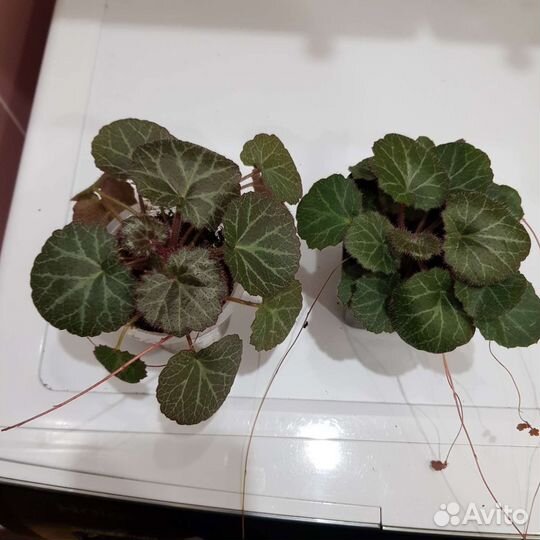 Камнеломка/Денежное дерево/Алоэ/Сансевиерия