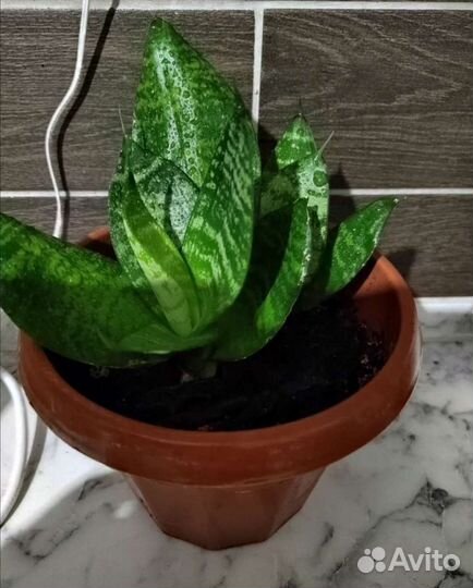 Сансевиерия