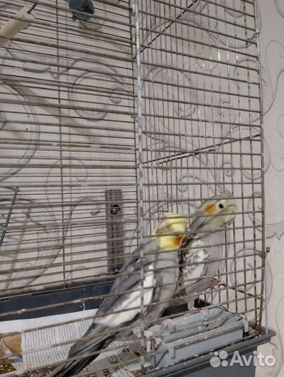 Попугай корелла с клеткой