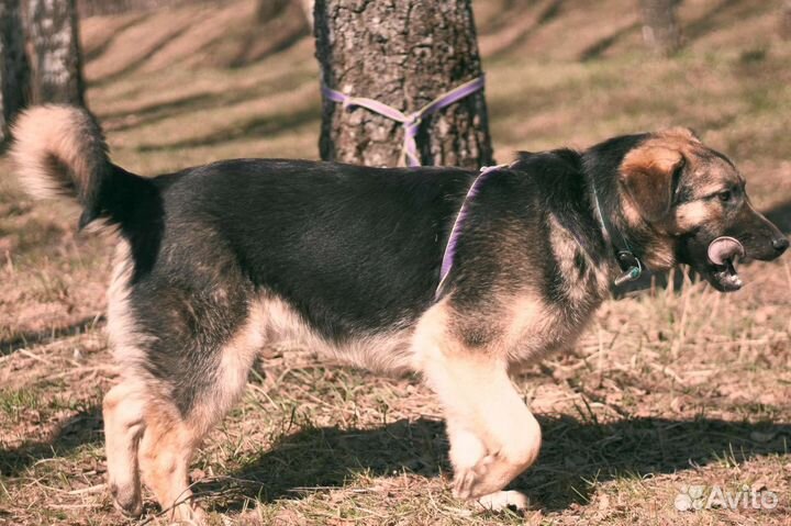 Оладушек из приюта 10 мес