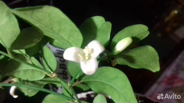 Фикус,пахистахис,кроссандра,брейнии