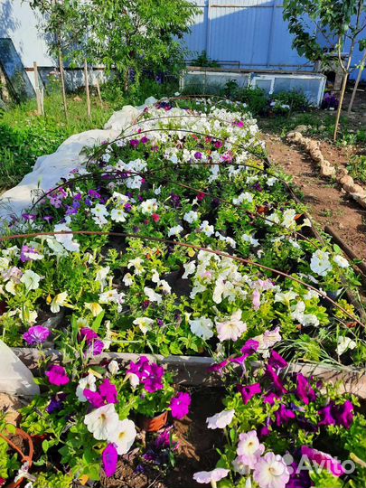 Рассада цветов