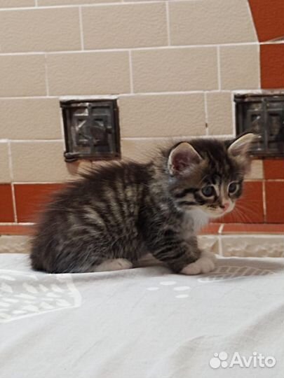 Котята в добрые руки бесплатно
