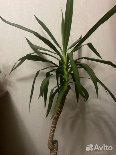 Пальма юкка обмен на две орхидеи