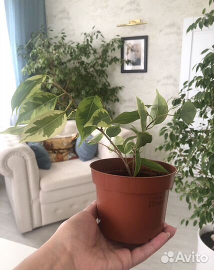 Фикус в горшке