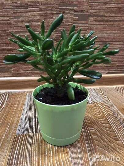 Эхмея Толстянка