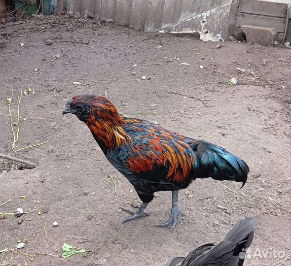 Петух
