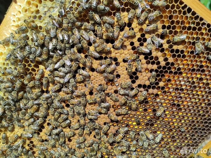 Улей с пчелами