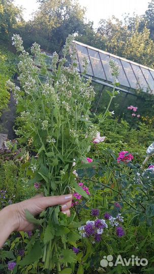 Лекарственные травы, чай и растения