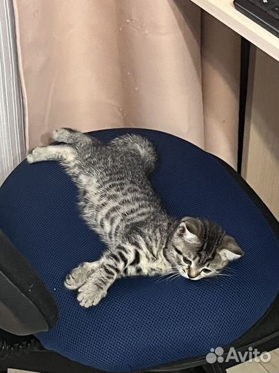 Котенок