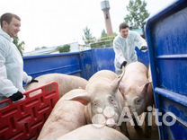 Перегонщик поросят (Вахта Тамбов) Свинокомплекс