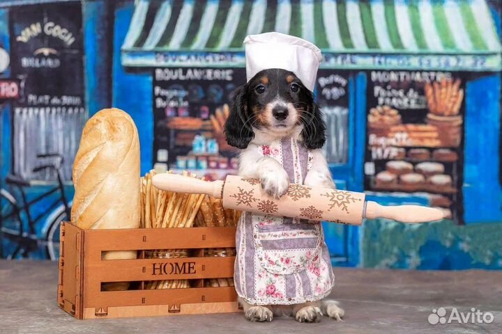 Такса кроличья/ миниатюрная окрас пайболд