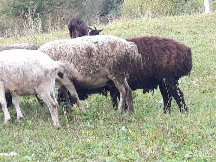Продажа баранов и овец