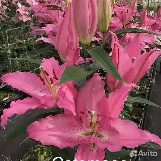 Лилии луковицы