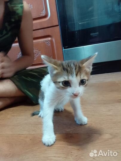 Отдам бесплатно животные