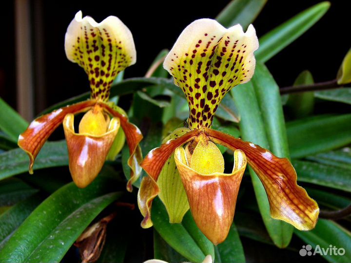 Орхидея башмачок, папоротник и аглаонемы