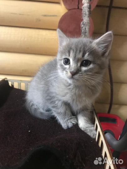 Котенок девочка 2 месяца