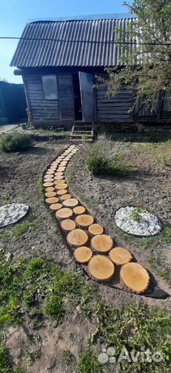 Спилы дуба для дэкора