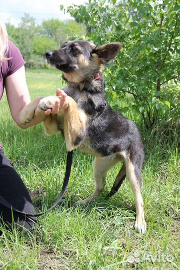 Щенок Дафна из приюта