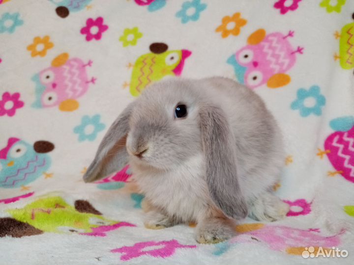 Кролик вислоухий баран мальчик 2 мес