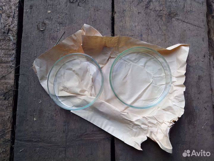 Чашка Петри