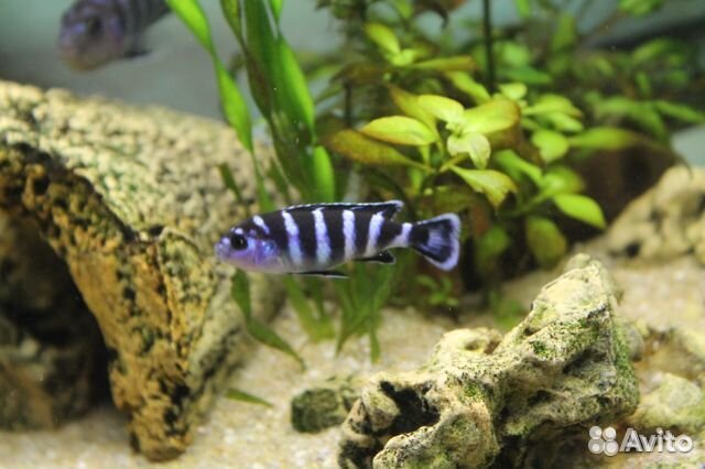 Молодь малавийских цихлид: псевдотрофеус демасони