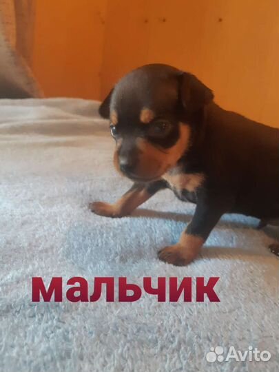 Щенки русский той-терьер