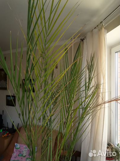 Продам финиковую пальму
