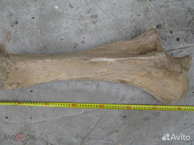 Мамонт, плечевая кость