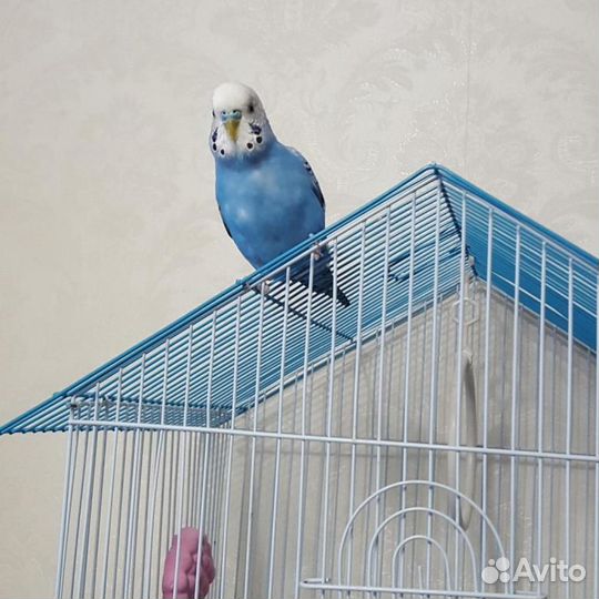 Передержка (домашняя) птиц, грызунов, кошек, собак