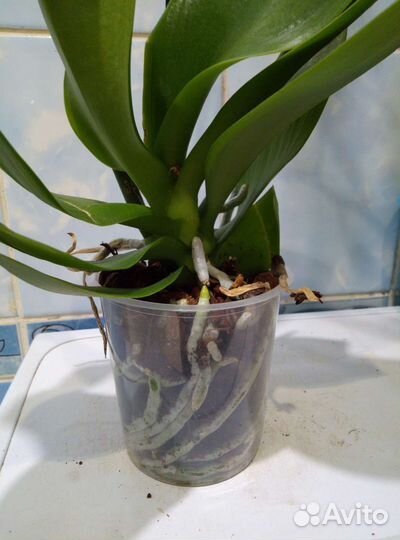 Коллекционные орхидеи