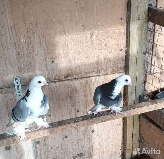 Продаются голуби пара