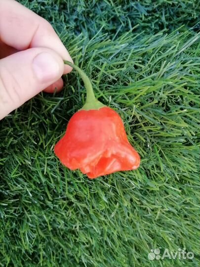 Семена перцы острые, перец сладкий Гагашар