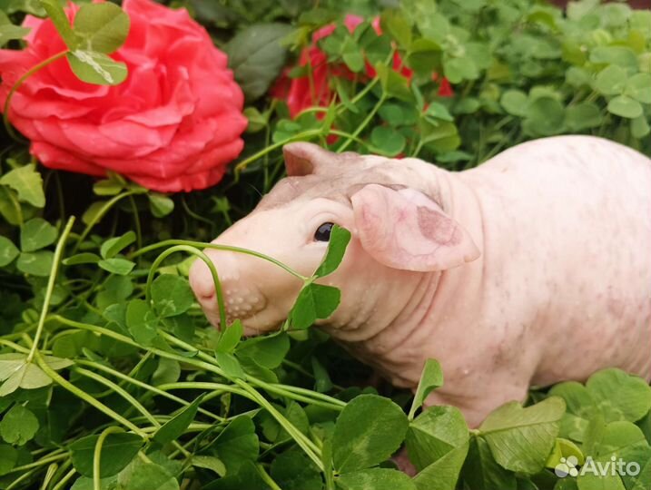 Мини бегемотики. Детки чемпионов