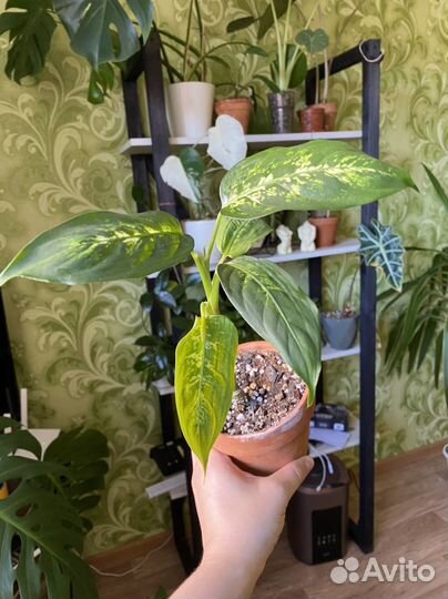 Диффенбахия