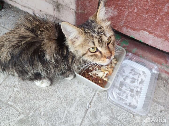 Котик бездомный