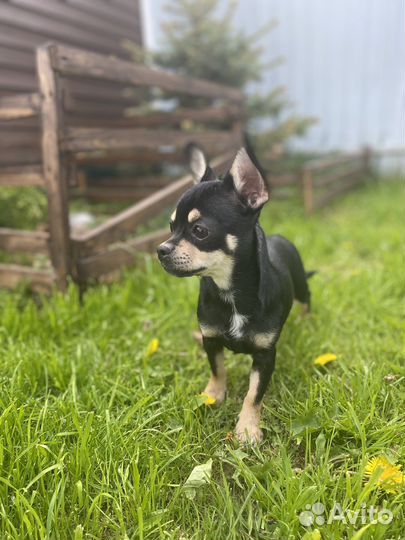 Чихуахуа 6 мес