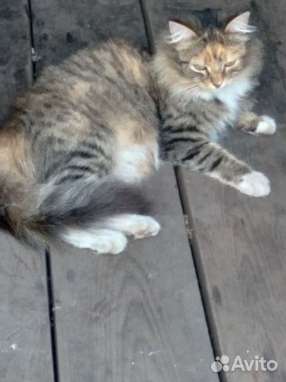 Отдам кошечку