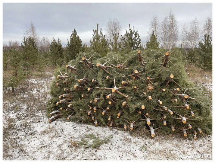 Сосна Новогодняя